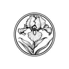 iris, vector drawing flowers at white background, hand drawn botanical illustration
