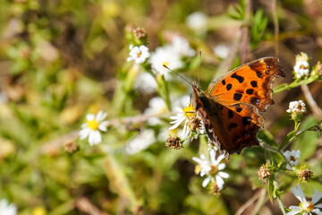 Asian Comma butterfly (Polygonia c-aureum) in Japan