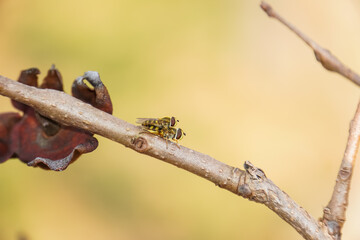 Cute Syrphidae Fly Mating