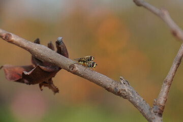 Cute Syrphidae Fly Mating