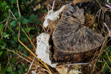 Old rotten tree stump example