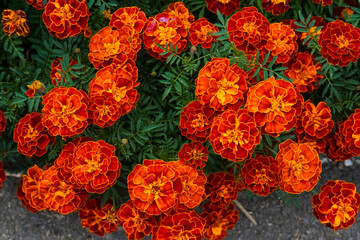 Marigold flowers texture, holiday decoration, orange and red marigolds background