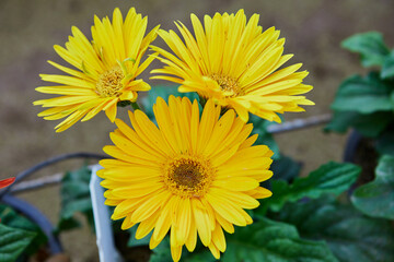 Close-up view of yellow Gerbera flower blooming in the garden