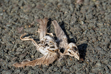 Dead Bird Skeleton, small dried bird skulls