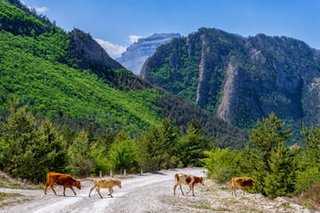 Amazing spring landscape. Mountains, valley and cows at road from Gunib to Karadakh in Dagestan, Russia. Wonderful nature, beautiful natural background. Picturesque scenery