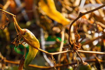 Dried chili plants die because of the pestilence of plants.