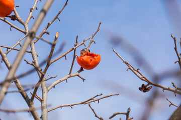 The persimmons on the tree are eaten by birds