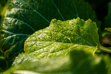 Fresh Green Leaves Covered in Water Drops