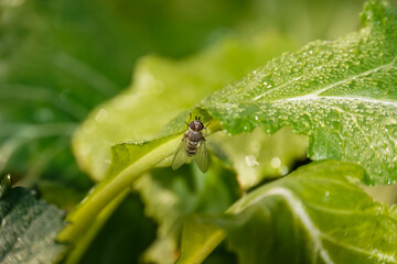 Single fruit fly (drosophila melanogaster) on green leaf.
