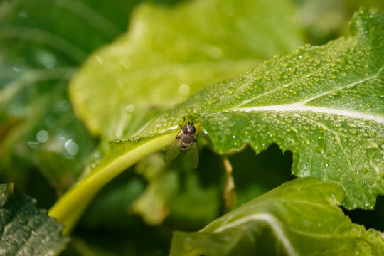 Single fruit fly (drosophila melanogaster) on green leaf.