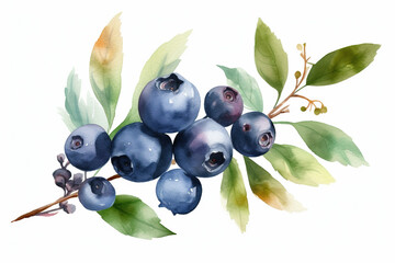 watercolor painting of fresh blueberry berries on the branch