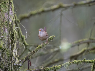 Zaunkönig (Troglodytes troglodytes)