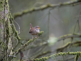 Zaunkönig (Troglodytes troglodytes)