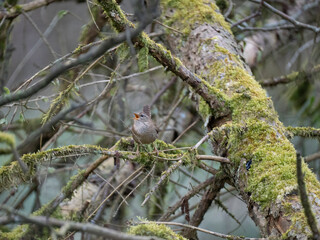 Zaunkönig (Troglodytes troglodytes)