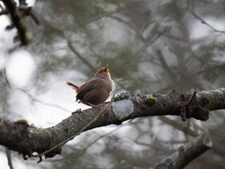 Zaunkönig (Troglodytes troglodytes)