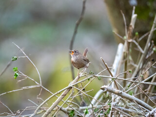 Zaunkönig (Troglodytes troglodytes)