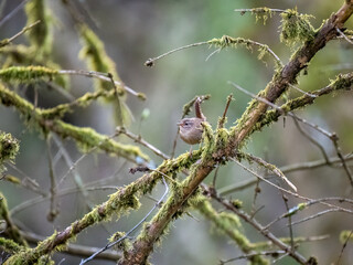 Zaunkönig (Troglodytes troglodytes)