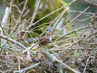 Zaunk&ouml;nig&nbsp;(Troglodytes troglodytes)