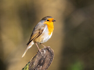 Rotkehlchen (Erithacus rubecula)