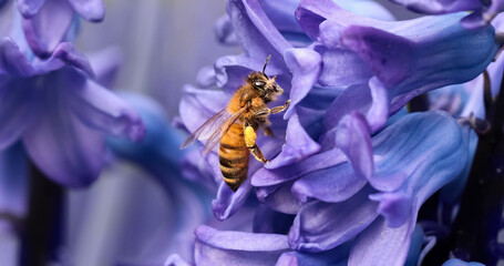 pszczoła na fioletowym kwiatku hiacynta,  bee on a purple hyacinth flower