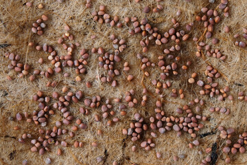 Radish seeds on a jute mat, process of planting microgreens at home, close-up