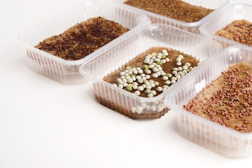 Trays with microgreen seeds on a jute mat, the process of planting seeds.