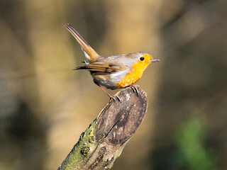 Rotkehlchen (Erithacus rubecula)