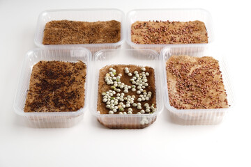 Trays with microgreen seeds on a jute mat, the process of planting seeds.