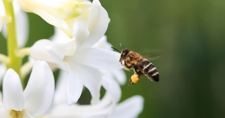 pszczoła z pyłkiem na nogach na kwiatach hiacynta, bee on a hyacinth flower - obrazy, fototapety, plakaty