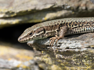 Mauereidechse (Podarcis muralis)