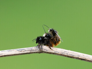 Gehörnte Mauerbiene  (Osmia cornuta)