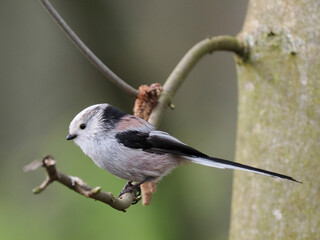 Schwanzmeise (Aegithalos caudatus)