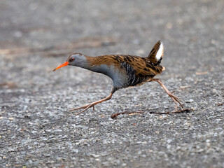 Wasserralle (Rallus aquaticus)