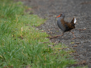 Wasserralle (Rallus aquaticus)