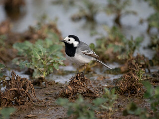 Bachstelze (Motacilla alba)