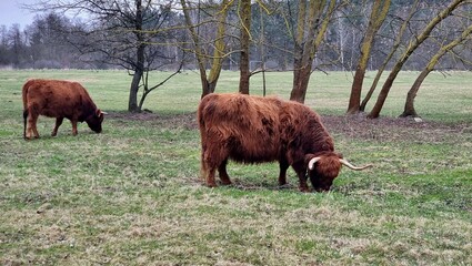 Scottish cow
