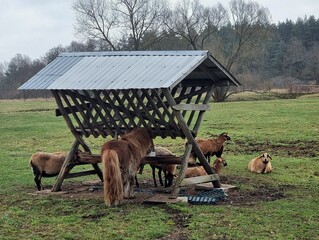 Grazing animals at the pasture