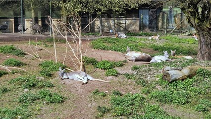 Lazing kangaroos