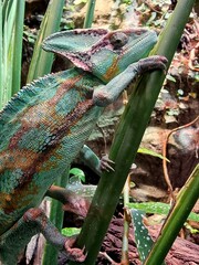 Amazing green chameleon