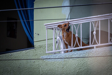Barking Balcony Watchdog
