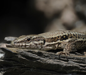 Mauereidechse (Podarcis muralis)