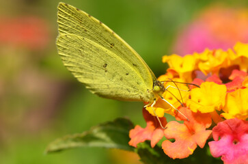 花の蜜を吸う蝶　キチョウ