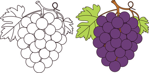 Grape Coloring Page Vector Illustration