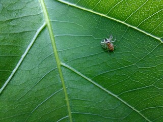 jumping spider closeup on green leave