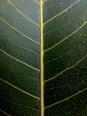 Macro leaves background