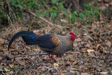Grey Junglefowl - Gallus sonneratii, beautiful colored ground bird from South Asian forests and jungles, Nagarahole Tiger Reserve, India. - 766161923