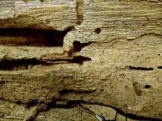 Wood surface of the sun cast long. The surface is cracked and brown. A beautiful pattern.