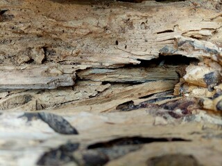 Wood surface of the sun cast long. The surface is cracked and brown. A beautiful pattern.