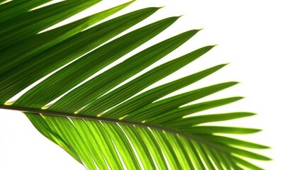 Beautiful green palm leaf isolated on white background with for design elements, tropical leaf, - obrazy, fototapety, plakaty