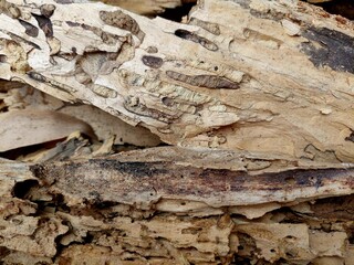 Wood surface of the sun cast long. The surface is cracked and brown. A beautiful pattern.
